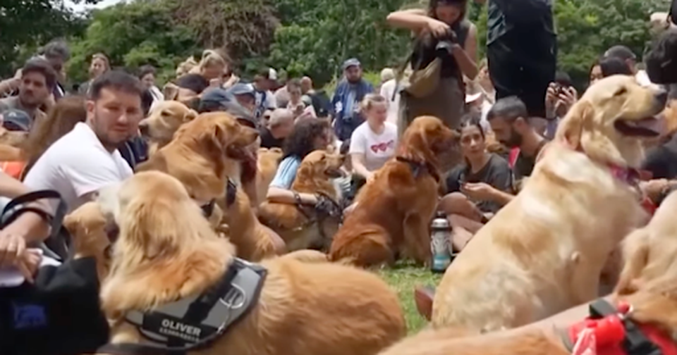 2,397 Golden Retrievers Gather Together in Buenos Aires and It's Way Too Cute