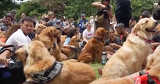 2,397 Golden Retrievers Gather Together in Buenos Aires and It's Way Too Cute